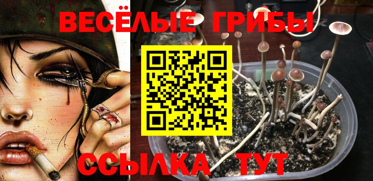 Галлюциногенные грибы Psilocybe  Псилоцибиновые грибы мицелий  Выкса  Вход с VPN 